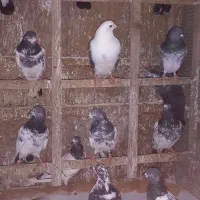 کبوتر|پرنده|رشت, جانبازان|دیوار