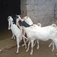 بز گلابی همگی ابستن