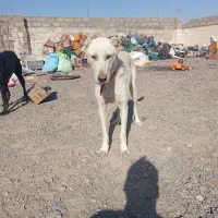 توله سگ خراسانی سفید|سگ|بجستان, |دیوار