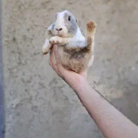 خرگوش|موش و خرگوش|همدان, |دیوار