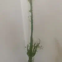 کاکتوس افوربیا