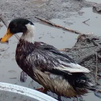 اردک ورامینی اصیل|حیوانات مزرعه|گالیکش, |دیوار