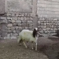 فروش شیشک قوچ سنجابی|حیوانات مزرعه|آبدانان, |دیوار