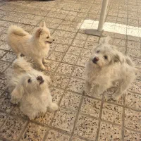 سگ پامر وشیتزو پا کوتاه نر|سگ|مشهد, جاهد شهر|دیوار