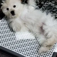 سگ نژاد دار و اروم