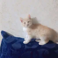 گربه واگذاری