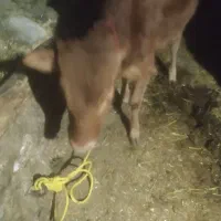 به دلیل نیاز مالی ماده|حیوانات مزرعه|چهاردانگه (آذربایجان), |دیوار