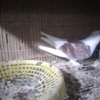 فروش دوکت سرخ اصل بوشهری
