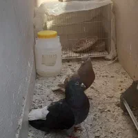 یجفت دم سفید زیرورو دار بایدونه جوجه به شرط