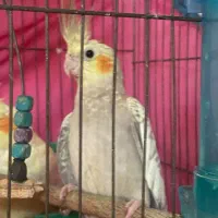 طوطی عروس هلندی