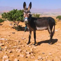الاغ فروشی