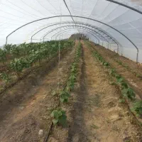 اجاره گلخانه