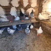 کبوتر المانی