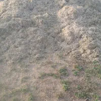 کاه لوبیا