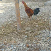 خروس|حیوانات|ماهنشان, |دیوار