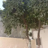 منزل ویلایی 106متری، تک برگ سند در خیابان حضرتی|فروش خانه و ویلا|شیراز, شاهچراغ|دیوار