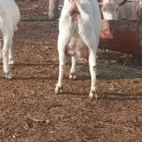 بز سانن اصل فرانسوی فروش فوری