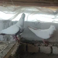 کبوتر دمبی|پرنده|محمدیه-قزوین, |دیوار