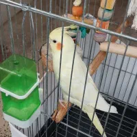 فروش عروس هلندی نر دستی رام
