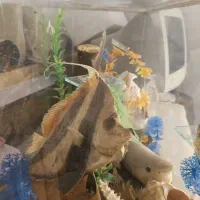 آکواریوم ماهی|ماهی|شیراز, شهرک برف فروشان|دیوار