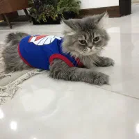 واگذاری گربه نر پرشین رایگان