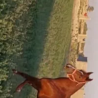 مادیون دیدنی|اسب و تجهیزات اسب‌سواری|مرودشت, ژیان|دیوار