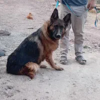 ژرمن شولاین