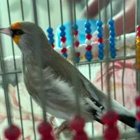 سهره نر کرمونی|پرنده|تهران, شهرک بوعلی|دیوار