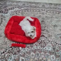 پاپی شیتزو( بازیگوش)