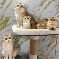 دوستی بی‌قید و شرط( در قالب یک )گر CATبه