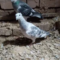 بدرنگ کلاغ نر