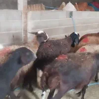 شیشک ابستن|حیوانات مزرعه|بروجرد, |دیوار