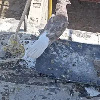 کبوتر