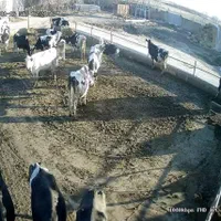 ۲هکتار زمین آب برق گاز هشتگرد سرمایه گذاری دامداری|فروش دفتر صنعتی، کشاورزی، تجاری|تنکمان, |دیوار