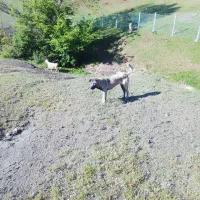 سگ گله سرابی