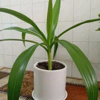 4 عدد گل زیبا ارزان|گل و گیاه طبیعی|شهرکرد, |دیوار