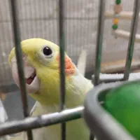 جفت عروس هلندی دوکت لوتینو سخنگو