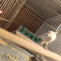 طوطی برزیلی ماده|پرنده|ری, منصوریه منگل|دیوار