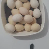 مقداری تخم مرغ محلی  بدون نطفه