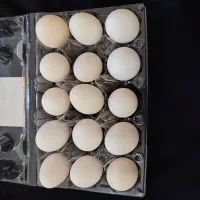 تخم مرغ محلی اصل|خوردنی و آشامیدنی|اهواز, علی آباد|دیوار