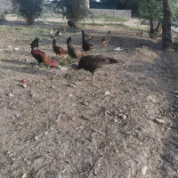 فروش بوقلمون ماده