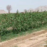 فروش-باغ-پسته-مکانیزه