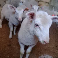 گوسفند بره نر رومن پای پروار