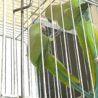 پول نیازم قیمت مناسب انواع طوطی سانان معاوضه فروش|پرنده|اردکان, |دیوار