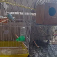 مرغ عشق|پرنده|اردبیل, |دیوار