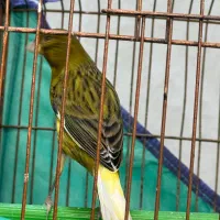 قناری نر|پرنده|رشت, باهنر|دیوار