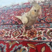 عروس هلندی با قفس
