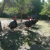 فروش بوقلمون یک ساله