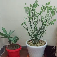 گل های طبیعی وزیبا