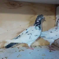 ۴جفت کفتر درجه ۱